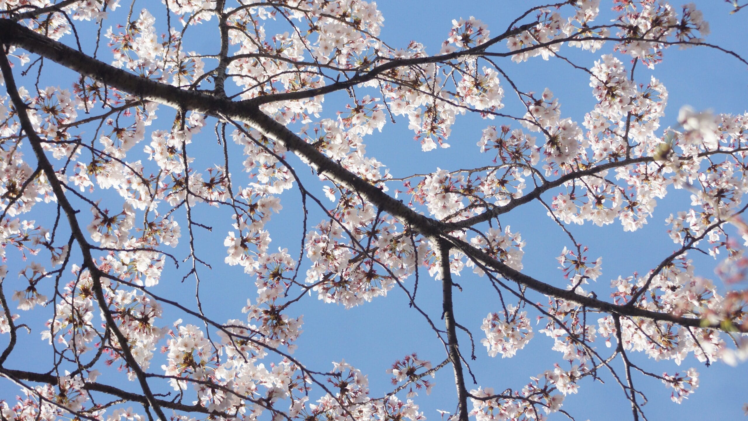 Cherry Blossoms Roppongi Japan